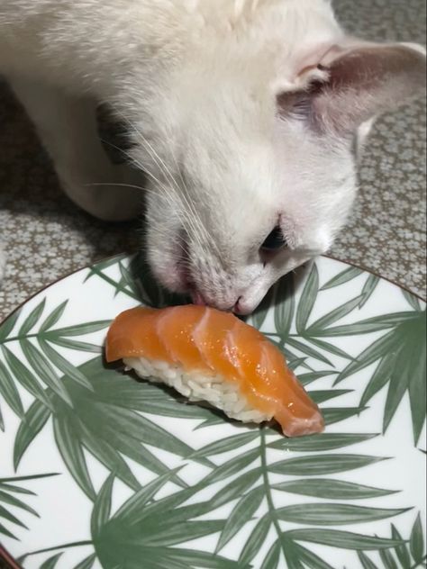 Cat. Sushi. Salmon. Nigiri Salmon Nigiri, Salmon Cat, Sushi Salmon, Sushi Cat, Cat Boarding, Catfish, Fishing, Fish, Animals