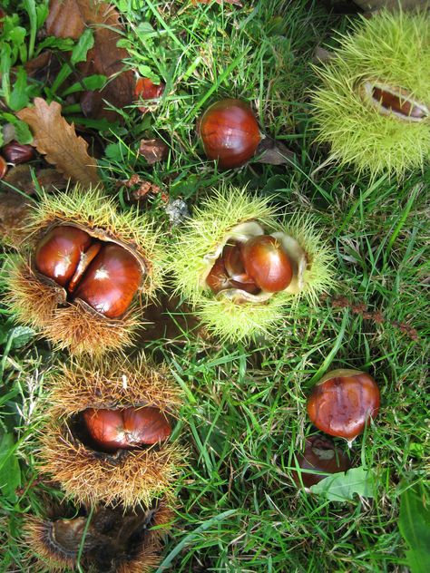 sweet chestnuts ready to gather... American Chestnut, Sweet Chestnut, Chestnut Trees, Conifer Trees, Food Forest, Sketch A Day, Nature Plants, Yellow Leaves, Fall Wallpaper