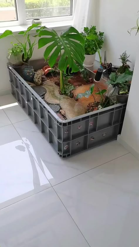 Planted Turtle Tank, Simple Fish Tank Decor, Turtle Indoor Pond, Pet Fish Ideas, Mud Turtle Tank Setup, Water Snail Terrarium, Ghibli Fish Tank, Old Fish Tank Repurpose, Fishtank Stands Ideas