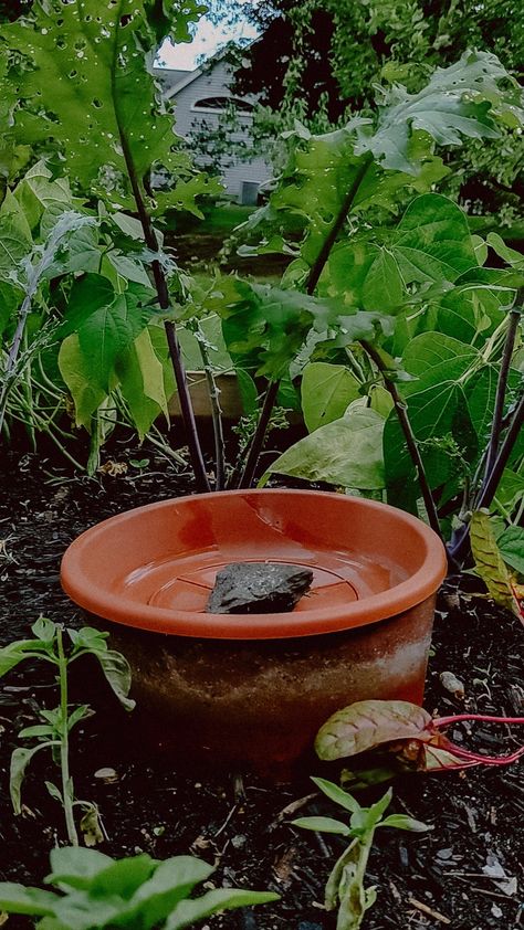 How to Make a Olla Watering System — THE COTTAGE PEACH Diy Olla, Olla Watering, Irrigation Diy, Garden Watering System, Watering Pot, Plant Saucer, Conserve Water, Plants Outdoor, Watering System