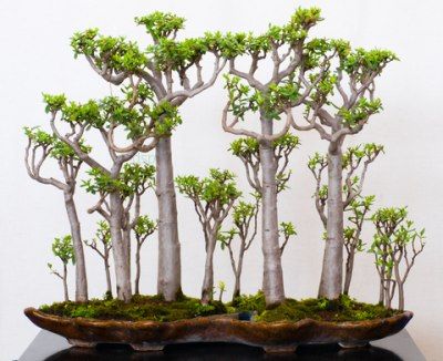 Bonsai Tips, Jade Plant Bonsai, Bonsai Making, Bonsai Ficus, Jade Bonsai, Bonsai Forest, Succulent Bonsai, Jade Plant, Indoor Bonsai