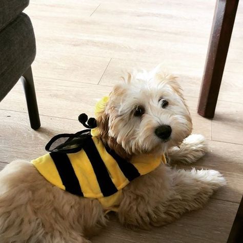 Bumblebee Diy Dog Bee Costume, Dog Bumble Bee Costume, Dog Bee Costume, Diy Pet Costumes, Bumble Bee Costume, Pet Things, Bee Costume, Spooky Scary, Diy Dog