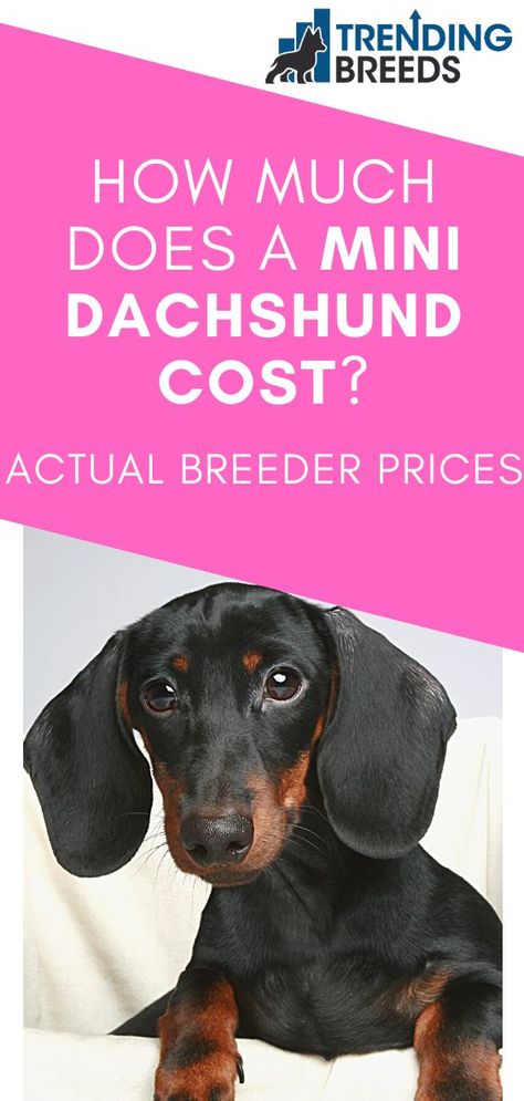 Miniature dachshunds are a lot of fun packed into a tiny package. If you are thinking about getting one, you can either buy from a breeder or adopt from a shelter. Either way, it’s a good idea to know how much they cost. How much does a Mini Dachshund cost? Spotted Mini Dachshund, Mini Dachshund Puppies For Sale Near Me, Mini Daschund Puppy, Breeding Dachshunds, Mini Dachshund Clothes, Daushund Puppies, Mini Weiner Dog, Miniature Dachshund Breeders, Miniature Daschund