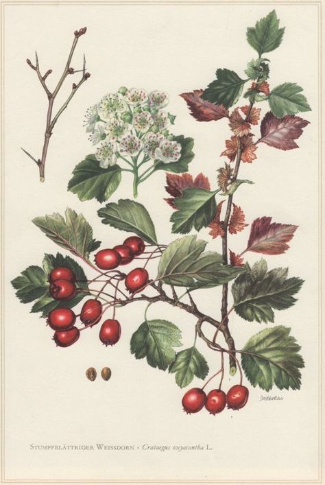 Hawthorn Tree Drawing, Heart Medicine, Botany Illustration, Hawthorn Tree, Hawthorn Berry, Plant Magic, Botanical Illustration Vintage, Vintage Botanical Prints, Botanical Illustrations