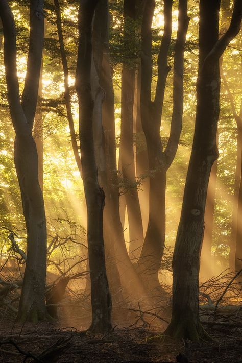 The essence of light Light Through Trees, Light Forest, Forest Light, Wild Forest, Forest Photography, Photography Workshops, Wood Light, My Website, The Netherlands