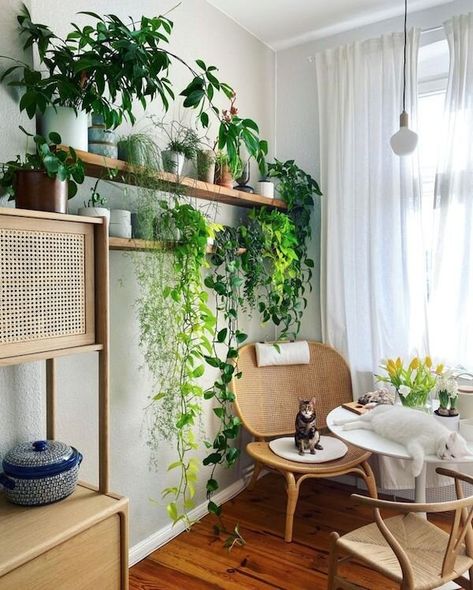 Trend Report: (Sub)Urban Jungle — DUNE Indoor Vines, نباتات منزلية, Living Room Plants, Bedroom Plants, Plant Decor Indoor, Interior Plants, House Plants Decor, Room With Plants, Home Decor Tips