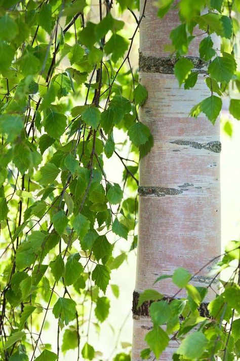 Weeping Birch, Weeping Trees, Betula Pendula, Birch Leaf, Forest Scenery, London Garden, Garden Shrubs, Celtic Tree, Silver Birch