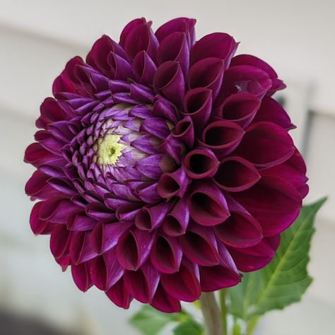 Dark Plum Ball Dahlia Dark Purple Dahlia, Purple Dahlias, Deep Purple Flowers, Acer Garden, Dalia Flower, Purple Dahlia, Purple Garden, Special Flowers, Dahlia Flower