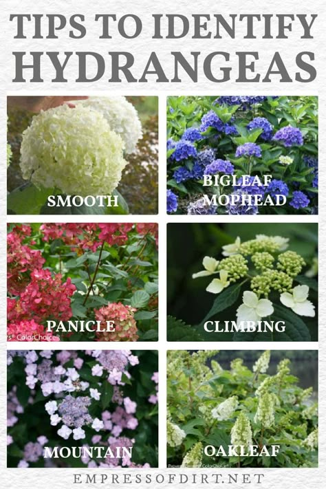 How to Identify Types of Hydrangeas (& Know When To Prune) | Empress of Dirt