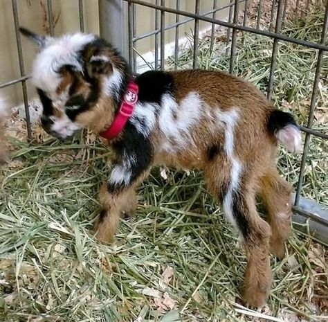 Baby Goat Pictures, Miniature Goat, Goats For Sale, Miniature Goats, Goat Picture, Pygmy Goats, Goat Pen, Mini Goats, Fluffy Things