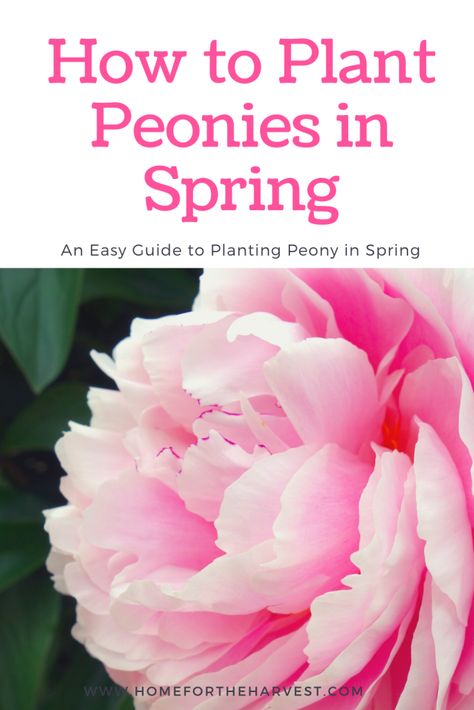 Planting Peonies In Pots, Peony Potted Plant, Peony Planting, Planting Peony Bulbs, Peony Landscaping Front Yards, Peonies And Hydrangeas Landscaping, Flowers Peonies, Spring Garden Ideas, Peony Plant Pairing