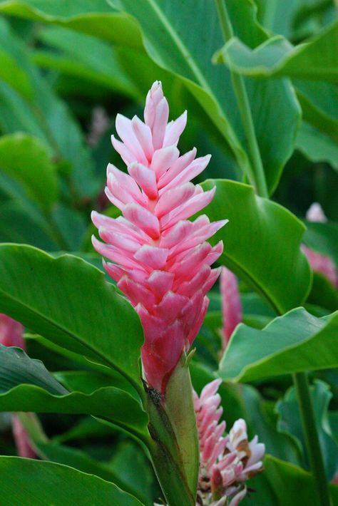 Pink Ginger Ginger Flower Plant, Pink Ginger, Ginger Plant, Painting Images, Ginger Flower, Tropical Flowers, Cut Flowers, Costa Rica, Planting Flowers