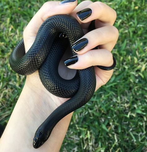 Mexican black kingsnake #mexicanblackkingsnake #mexicanblackking #kingsnake…                                                                                                                                                                                 More Mexican Black Kingsnake, Pretty Snakes, Cute Reptiles, Cute Snake, Reptile Snakes, Pet Snake, Beautiful Snakes, Terraria, Black Snake