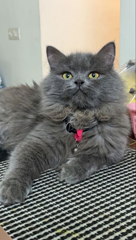 Grey Persian Cat Aesthetic, Persian Cat Snap, Persian Cat Aesthetic, Persian Cat Grey, Gray Persian Cat, Grey Persian Cat, Persian Cat Doll Face, Cat Snap, Chonky Cat