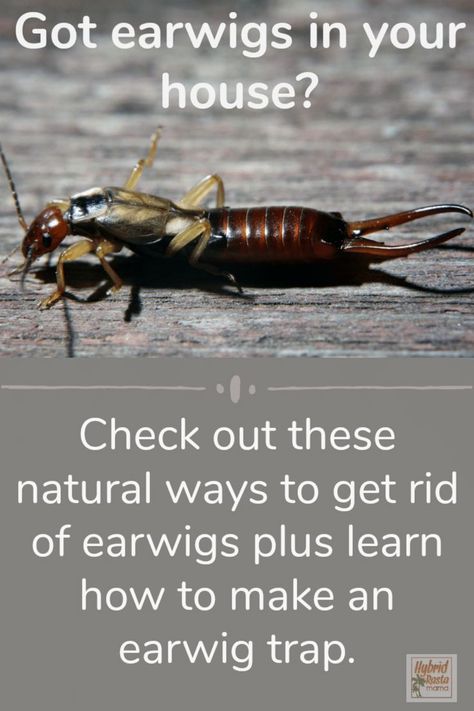 How do you get rid of earwigs for good? It is super easy and pesticide free! Learn my tips plus grab my instructions for a DIY trap to get rid of earwigs. From HybridRastaMama.com #pestcontrol #insectrepellent #pincherbug #bugs #earwigs How To Get Rid Of Earwigs In Your Home, Earwig Killer, Earwigs In House, Lawn Hacks, Getting Rid Of Earwigs, Household Bugs, Mosquito Repelling, Earwigs, Rid Of Ants