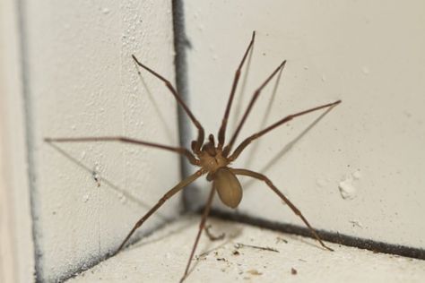 These Are The 6 Scariest Bugs That Live In Vermont That You Should Know About Recluse Spider, Brown Recluse, Spiders