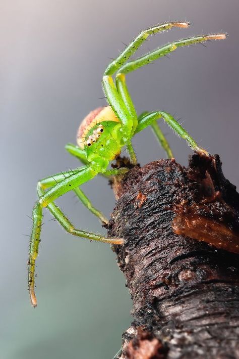 Green Crab, Spider Crab, Spiders And Snakes, Crab Spider, Green Spider, Cool Bugs, A Bug's Life, Beautiful Bugs, Creepy Crawlies