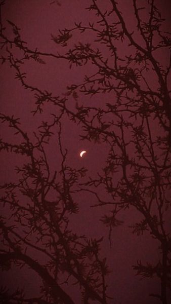 Maroon Aesthetic, Red Plum, Gallery Photo, Burgundy Dress, Red Aesthetic, Burgundy Color, Image Gallery, Photo Photography, Dark Aesthetic