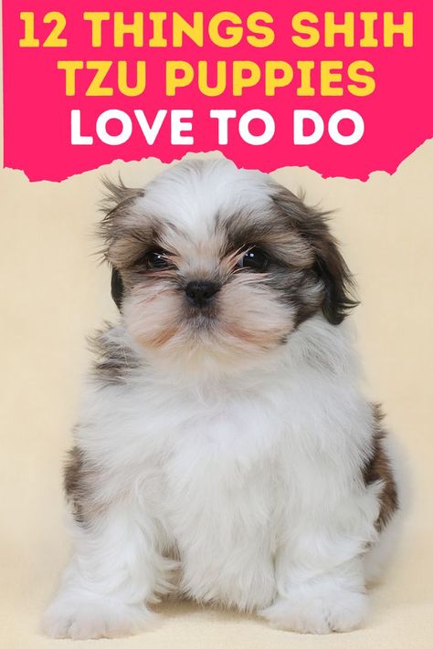 As responsible parents, we all want our Shih Tzus to be happy. But how? In this video, we will discuss 12 things that Shih Tzu Puppies love to do. Shih Tzu Puppy Training, Shih Tzu Training, Baby Shih Tzu, Perro Shih Tzu, Shitzu Dogs, Shih Tzu Puppies, Really Cute Puppies, Shih Tzu Puppy, Shih Tzu Dog