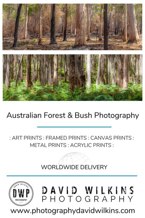 I love the Australian bush & I really enjoy getting out & photographing these forests. A beautiful forest scene is a fantastic addition to any wall & brings a sense of calm & relaxation to a room. I hope you enjoy browsing these Australian bush & forest scenes as much as I did photographing them. All these images are available on various mediums, finishes, print sizes as well as frames. Forest Prints, Australian Bush, Forest Photos, Beautiful Forest, Forest Photography, Australian Art, Landscape Photographers, Getting Out, Wood Print