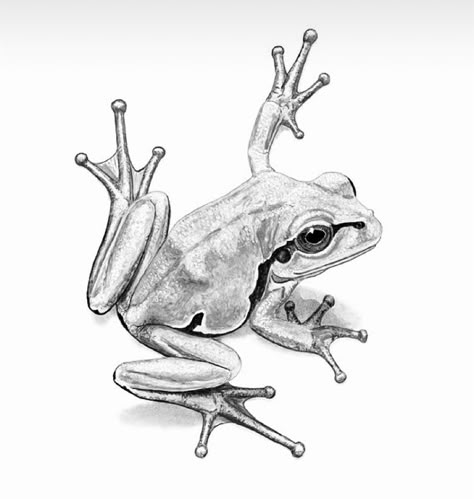 Tree Frog Sketch, Black And Grey Frog Tattoo, Frog Pencil Drawing, Frog Drawing Realistic, Poison Dart Frog Drawing, Bullfrog Tattoo, Amphibian Drawing, Frog Drawing Sketches, Tree Frog Drawing