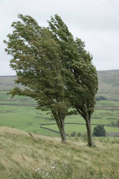 Wind In Trees, Wind Aesthetics, Windy Aesthetic, Wind Reference, Windy Landscape, Windy Forest, Trees Blowing In The Wind, Tree Blowing In The Wind, Trees In The Wind