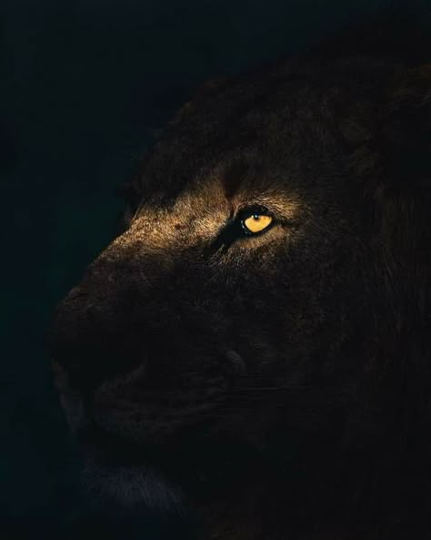 Lion Eyes, Lion Tattoo Sleeves, Wild Animal Wallpaper, Lion Photography, Vikings Ragnar, Lions Photos, Lion Love, Lion Wallpaper, Black Background Photography