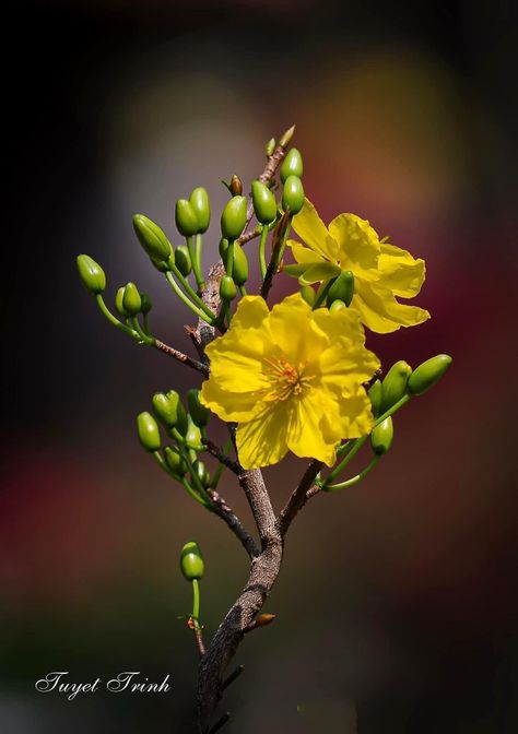 Yellow Blossom Tree, Good Morning Love Gif, Doddle Art, Garden Bugs, Yellow Blossom, Disney Favorites, Art Flowers, Blossom Trees, Flower Beauty