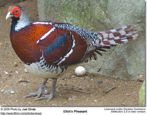 Elliot's Pheasant Most Beautiful Birds, Game Birds, Rare Birds, Rare Animals, Exotic Birds, Pretty Birds, Weird Animals, Colorful Birds, Pheasant