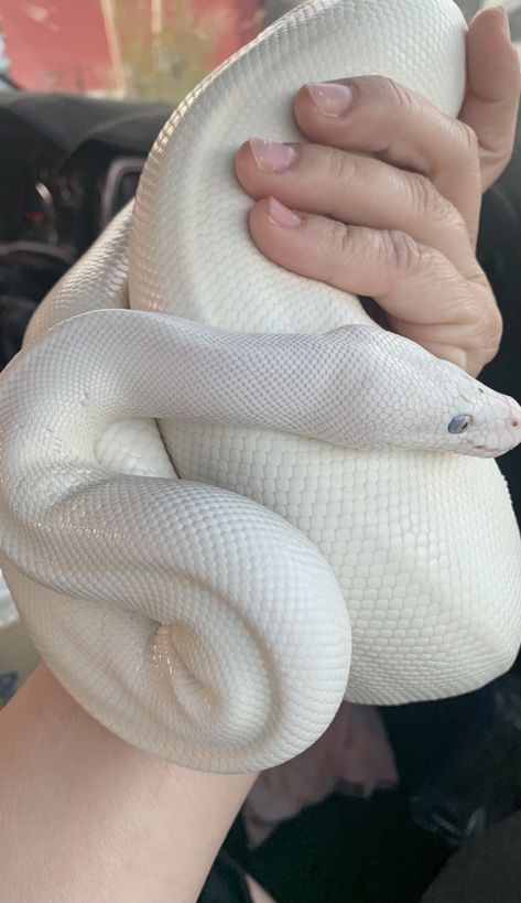 Blue Eyed Lucy Ball Python, White Ball Python, Lucy Ball, Dream Snake, Snake Terrarium, White Python, Pretty Snakes, White Lips, Cute Reptiles