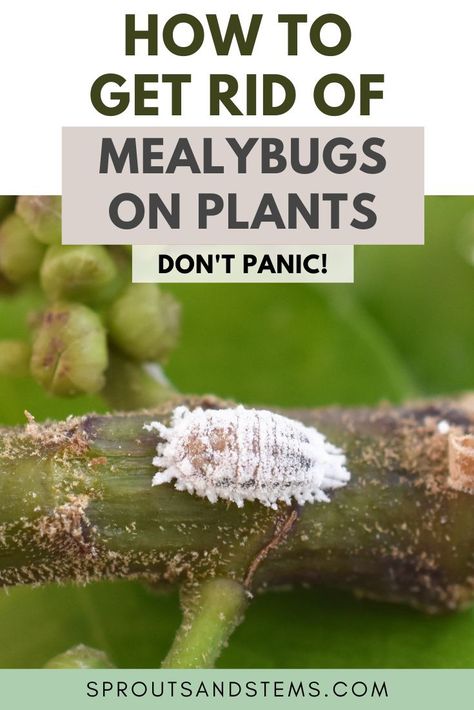 How To Get Rid Of Bugs On Plants, Bugs In Plants How To Get Rid, Pests On Plants, House Plant Pests How To Get Rid, Mealy Bugs On House Plants, How To Get Rid Of Mealy Bugs On Plants, Mealy Bugs How To Get Rid Of, Mealybugs How To Get Rid, Get Rid Of Mealy Bugs