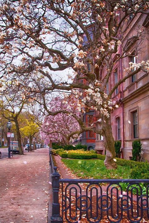 Shop #BackBay #BostonArt for home & office by Joann Vitalihttps://joannvitali.com/featured/commonwealth-ave-in-spring-back-bay-boston-joann-vitali.html @NewEnglandInfo @VisitMa #Interiordesign Boston Back Bay, Oversized Art Print, Skyline Landscape, Boston Wall Art, Boston Art, Living In Boston, Autumn In New York, Hang Art, Back Bay