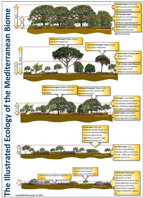 Visual ecological stratification diagrams of the various Mediterranean Biomes Chaparral Biome, Mediterranean Forest, Forest Ecosystem, Mediterranean Landscaping, Permaculture Design, Evergreen Forest, Type Illustration, Forest Garden, Biome