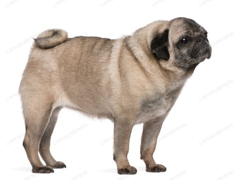 Old pug, 6 years old, standing in front of white background By Lifeonwhite¡¯s photos #Ad , #ad, #standing, #years, #pug, #background Brahma Rooster, Old Pug, Pug Photos, Field Mouse, French Bulldog Puppy, Animal References, View Photo, A Pug, Shih Tzus