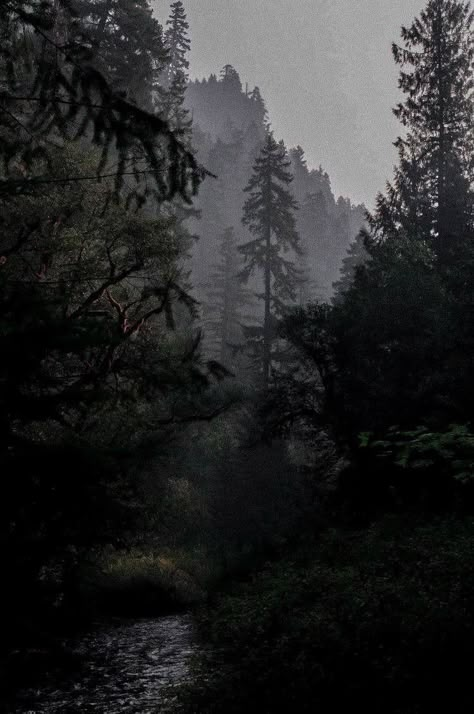 Dark Naturalism Aesthetic, Dark Naturalism, Dark Forest Aesthetic, Rainy Day Aesthetic, Foggy Day, Dark Landscape, Dark Green Aesthetic, Foggy Forest, Dark Nature Aesthetic