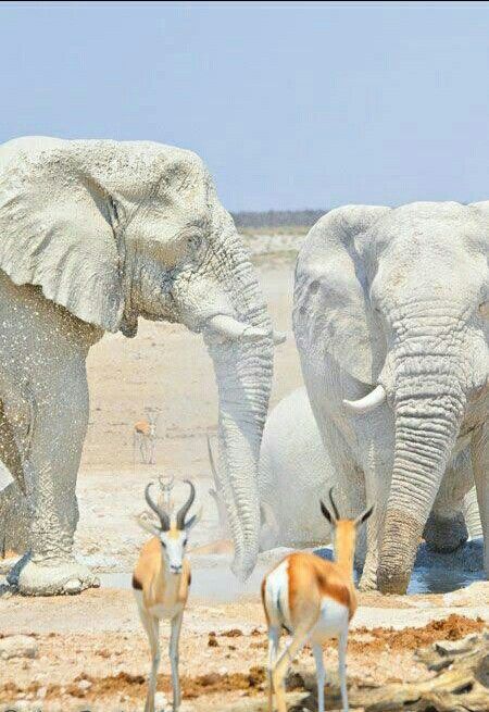 The White Elephant Is Not a Legend | Elephants | Animals beautiful ... Rare Albino Animals, Mother And Baby Elephant, Biggest Elephant, Albino Animals, Highlands Terrier, Travel Photography Tips, Africa Map, West Highland Terrier