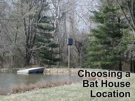 How to Choose a Bat House Location Bat House Diy, How To Attract Bats, Attract Bats, Homestead Hacks, Bat Boxes, Bat House Plans, Birdhouse Ideas, Bat Box, House Location