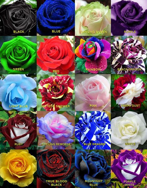 Roses #flowers learn how 2 #grow #roses http://www.growplants.org/growing/hybrid-tea-rose Buy 25x Rare Multi-Colors Rainbow Rose Flower Seeds Colored Roses, Hybrid Tea Rose, Rare Roses, Rose Seeds, Wallpaper Flower, Rainbow Roses, Growing Roses, Hybrid Tea Roses, Unusual Flowers