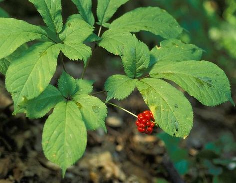 Ginseng Plant, American Ginseng, Agricultural Development, Harvesting Herbs, Forest Ecosystem, Cash Crop, Virginia Creeper, Free To Use Images, Pitcher Plant