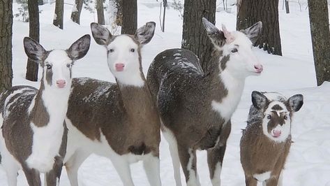 Piebald Animals, Animal Mutations, Piebald Deer, Deer Aesthetic, Albino Deer, Deer Farm, Pike County, Deer Art, Pretty Animals