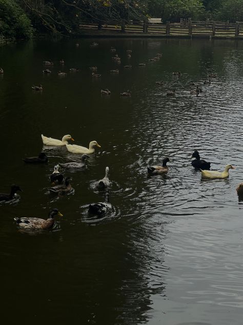 Duck In Pond Aesthetic, Ducks In Pond Aesthetic, Duck Pond Aesthetic, Ducks Aesthetic, Ducks In Pond, Aesthetic Duck, Ducks In A Pond, Duck Aesthetic, Pond Aesthetic