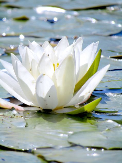 Beautiful water lily on a lake up in northern New Hampshire (I took a vacation.) The light bounces off the water and reflects onto the lily flower. The delecate petals are lit from above and below. Lotus Flower Pictures, Beautiful Water, Lilac Flowers, Water Lily, Lily Flower, Water Lilies, Flower Pictures, Lotus Flower, New Hampshire