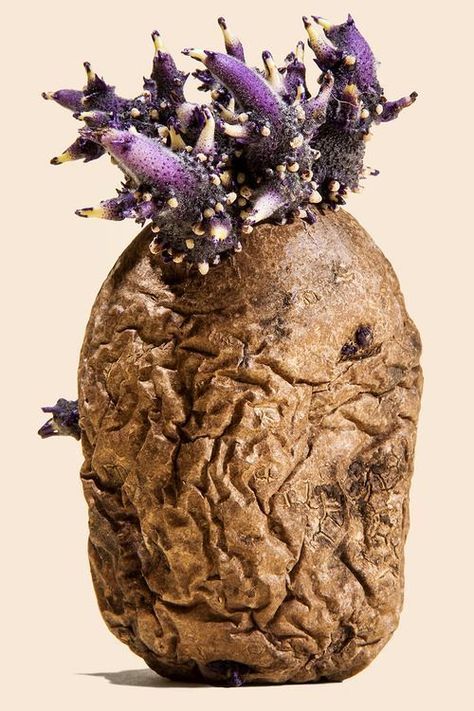 Bobby Doherty Sprouting Potatoes, Tang Yau Hoong, Bizarre Foods, Architecture Art Design, Design Fashion, Food Styling, Architecture Art, Chocolate Cookie, Mother Nature