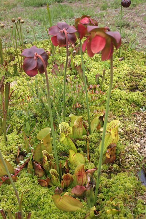 Carnivorous Plants Terrarium, Bog Plants, Bog Garden, Tree Textures, Plant Fungus, Pitcher Plant, Small Ponds, Rain Garden, Peat Moss