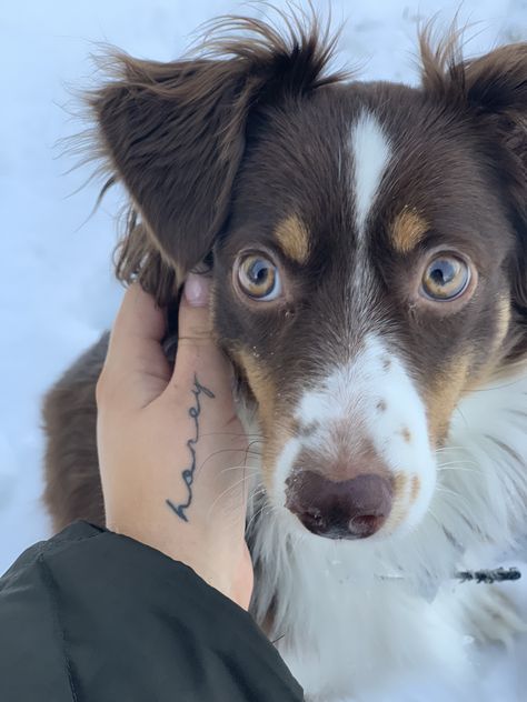 Australian Tatoos, Mini Aussie Tattoo, Australian Shepherd Tattoo, Aussie Tattoo, Shepherd Tattoo, Mini Aussie, Hand Tattoo, Australian Shepherd, Future Tattoos