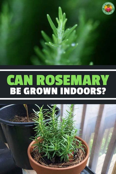 When growing rosemary indoors, you may find yourself with a lot of questions. We have solutions and answers in this in-depth indoor guide! Grow Rosemary Indoors, Growing Rosemary Indoors, Apartment Homesteading, Landscape Planters, How To Grow Rosemary, Growing Herbs At Home, Grow Rosemary, Survival Knowledge, Epic Gardening