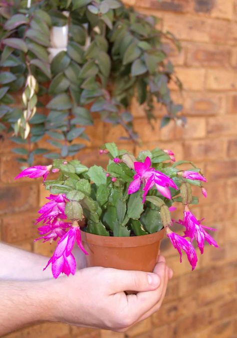 10 cosas que debes saber de los cactus de navidad Christmas Garden Ideas, Unique Cactus Plants, Mason Jar Herb Garden, Cactus Images, Easter Cactus, Cactus Pictures, Flowering House Plants, Garden Cactus, Herb Garden Kit