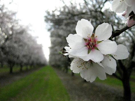 *In the time of Almond Blossom - Bakersfield California | Flickr - Fotosharing! California Almonds, San Joaquin Valley, Bakersfield California, Kern County, Almond Blossom, Central Valley, California Dreamin', California Dreaming, Sweet Memories