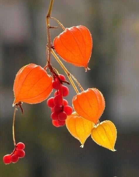 Chinese Lanterns Plant, Chinese Money Plant, Nothing But Flowers, Plant Photography, Pretty Plants, Beautiful Flowers Pictures, Fruit Art, Seed Pods, Flower Photos