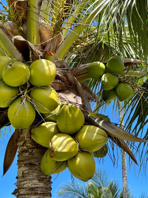 Cook Islands Aesthetic, Tropical Paradise Aesthetic, Beach Green Aesthetic, Tropics Aesthetic, Island Aesthetic Tropical, Tropical Vibes Aesthetic, Brazil Coconut, Tropical Summer Aesthetic, Summer Aesthetic Tropical